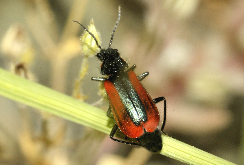 Malachiidae: Malachius rubidus